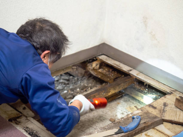 Best Post-Flood Mold Remediation in Arcadia, FL